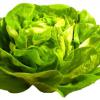 Lettuce - calories, nutritional values and interesting facts