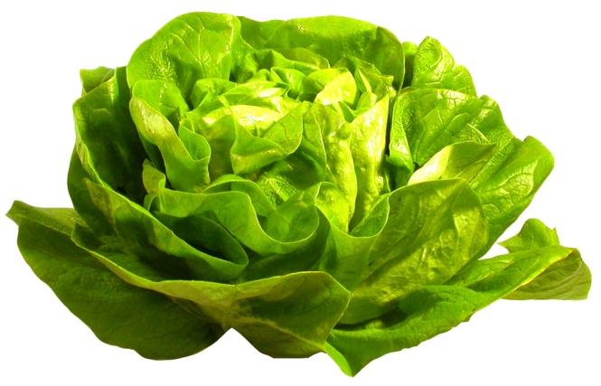 Lettuce - calories, nutritional values and interesting facts